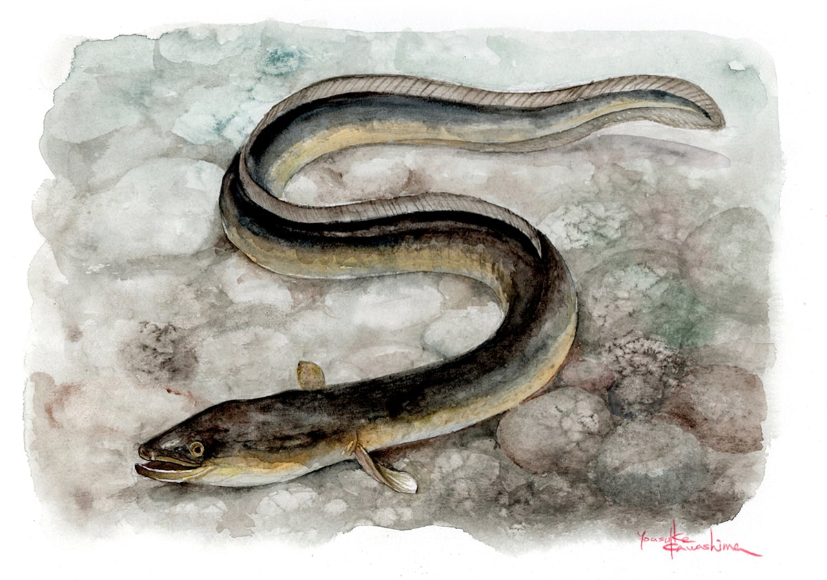 鰻のイラスト