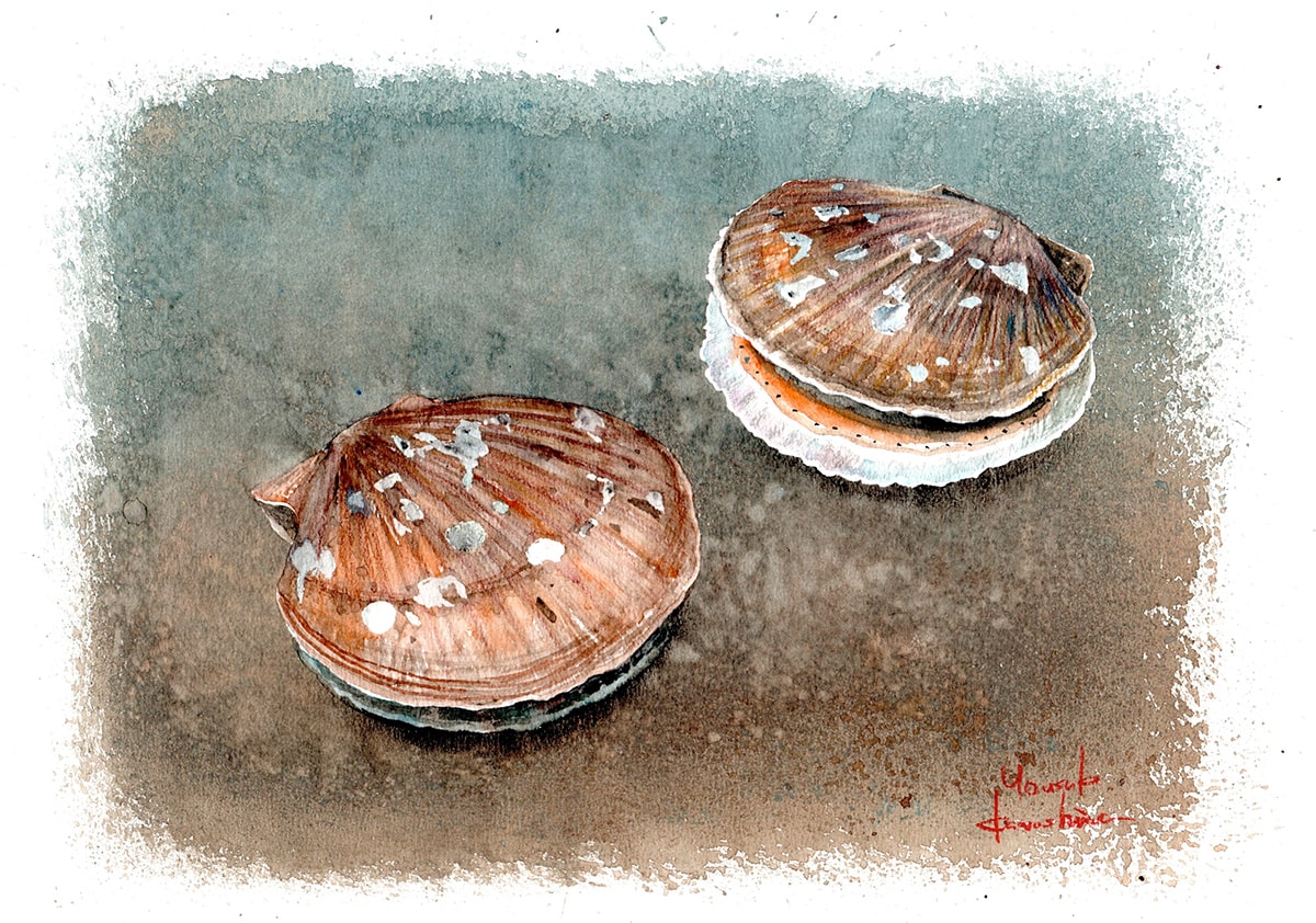 帆立のイラスト