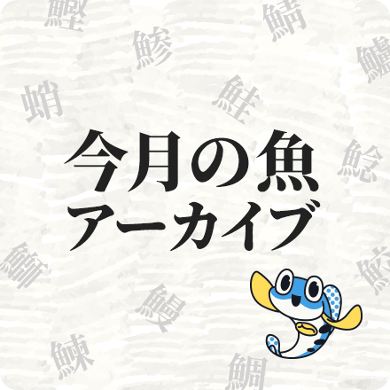 今月の魚アーカイブ