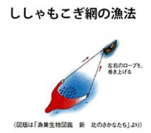 ししゃもこぎ網