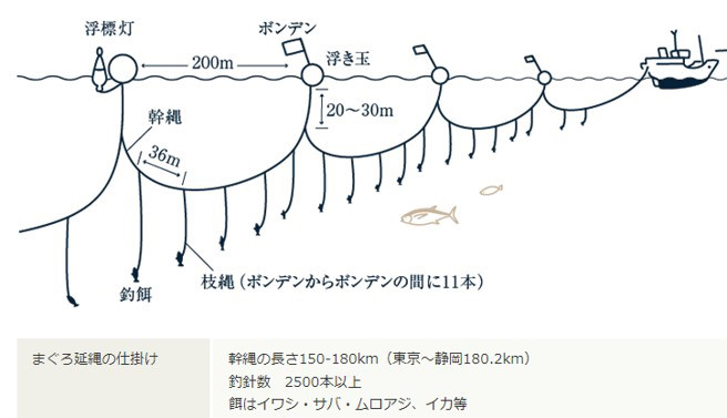 マグロ延縄漁業の仕掛け