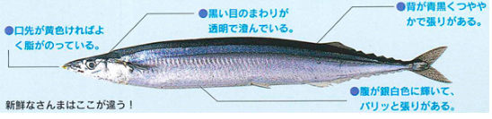 サンマ