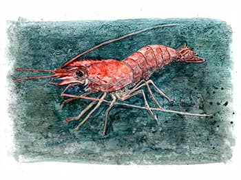 アカエビ
