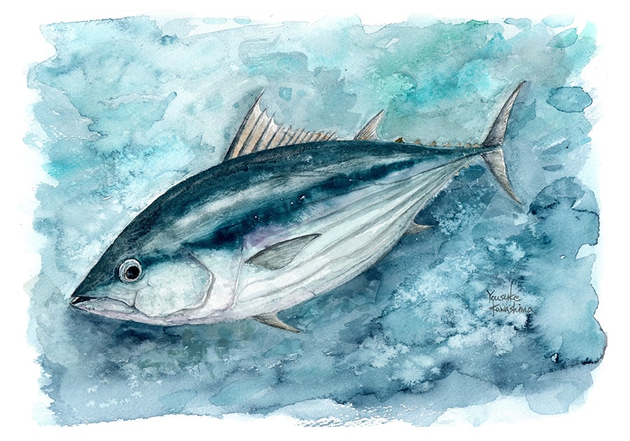 鰹のイラスト