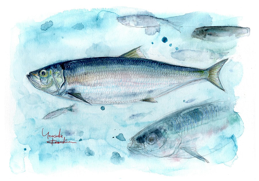 鰊のイラスト