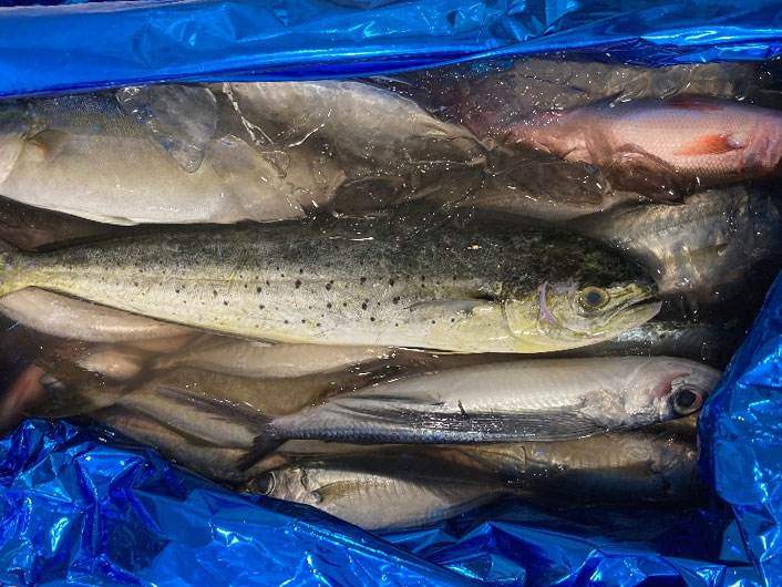 調理に使用した魚 写真
