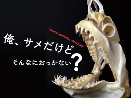 俺、サメだけど そんなにおっかない？ 写真