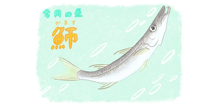 カマス　ナルシマヒカリ