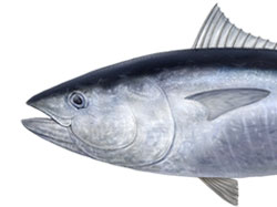 第1部 マグロ好きのためのマグロ案内。 写真