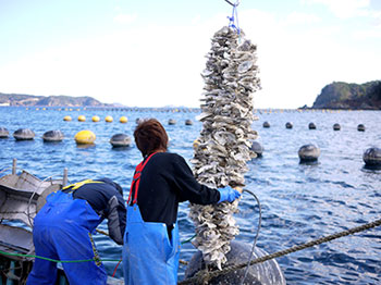 第2部 ホヤの養殖方法と原発事故の波紋 写真