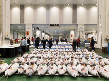 第3部 限界を迎えた築地市場と迷走した豊洲移転。 写真