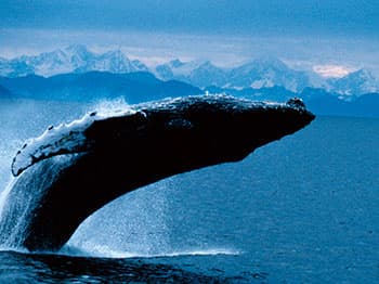 第2部 クジラのからだ「解体新書」。 写真