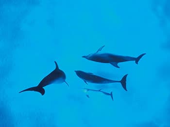 第3部 クジラの疑問、なんでもQ&A。 写真