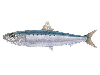 第1部 地球を代表する魚、イワシ 写真