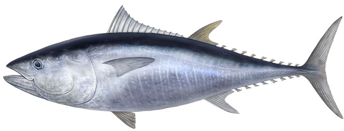 クロマグロのイラスト