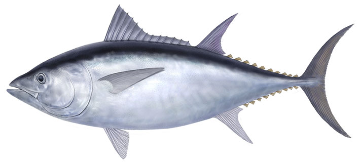 ミナミマグロのイラスト
