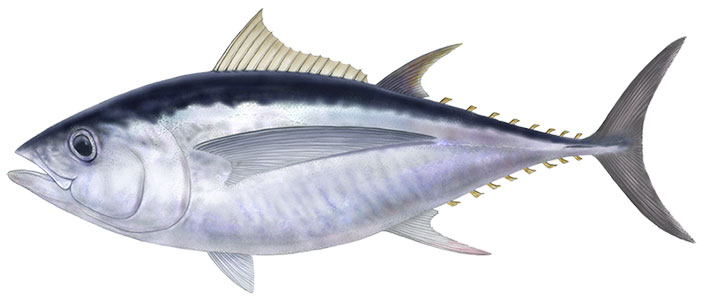 メバチマグロのイラスト