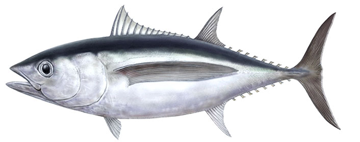 ビンチョウマグロのイラスト