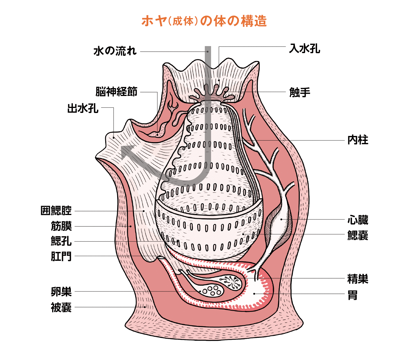マボヤ(成体)の体の構造図