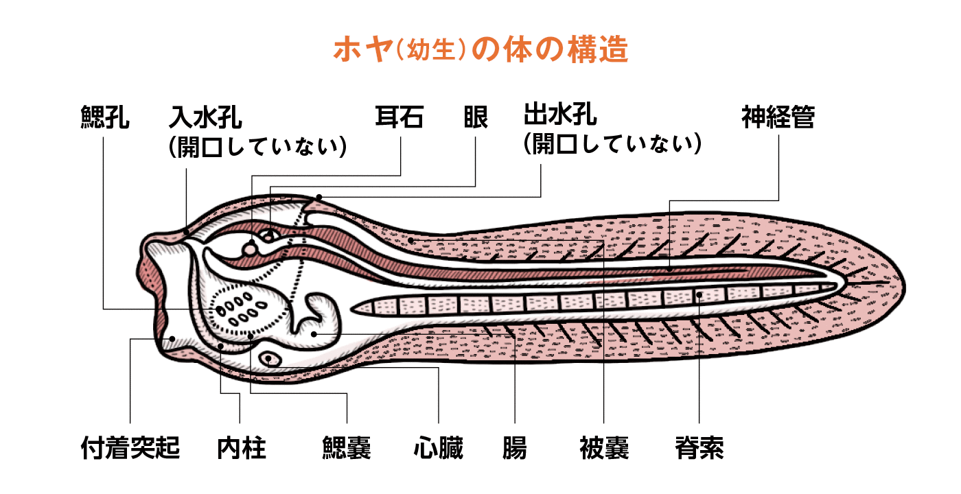 マボヤ(幼生)の体の構造図