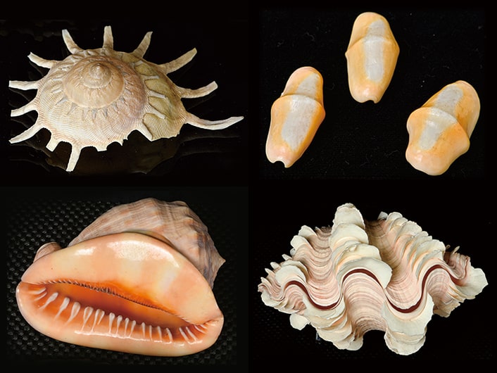 カジトリグルマ、カフスボタン、マンボウガイ、ヒレジャコの写真