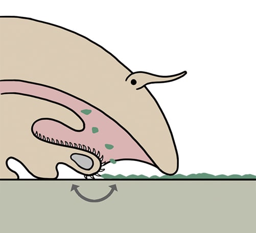 貝の食性のイラスト
