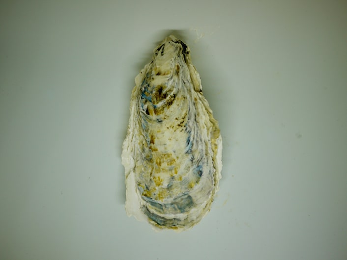 カキの写真