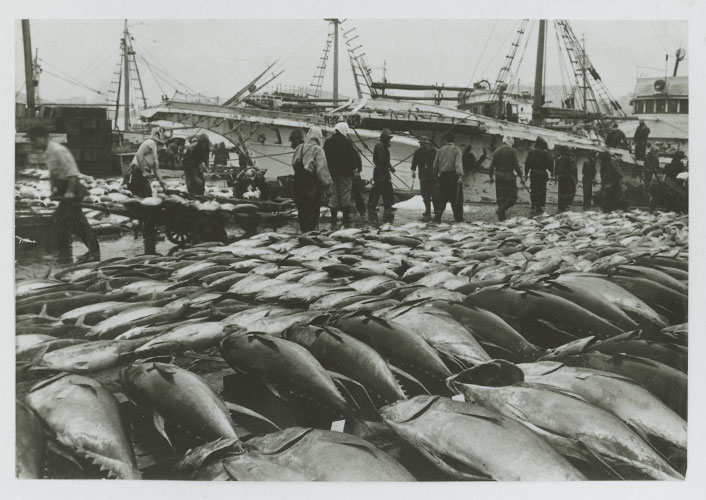 揚げされたマグロの写真