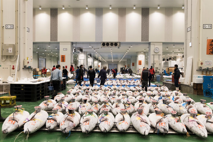 豊洲市場 マグロのせり場の写真