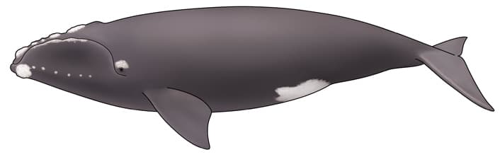 セミクジラ イラスト