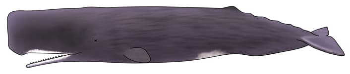 マッコウクジラ イラスト