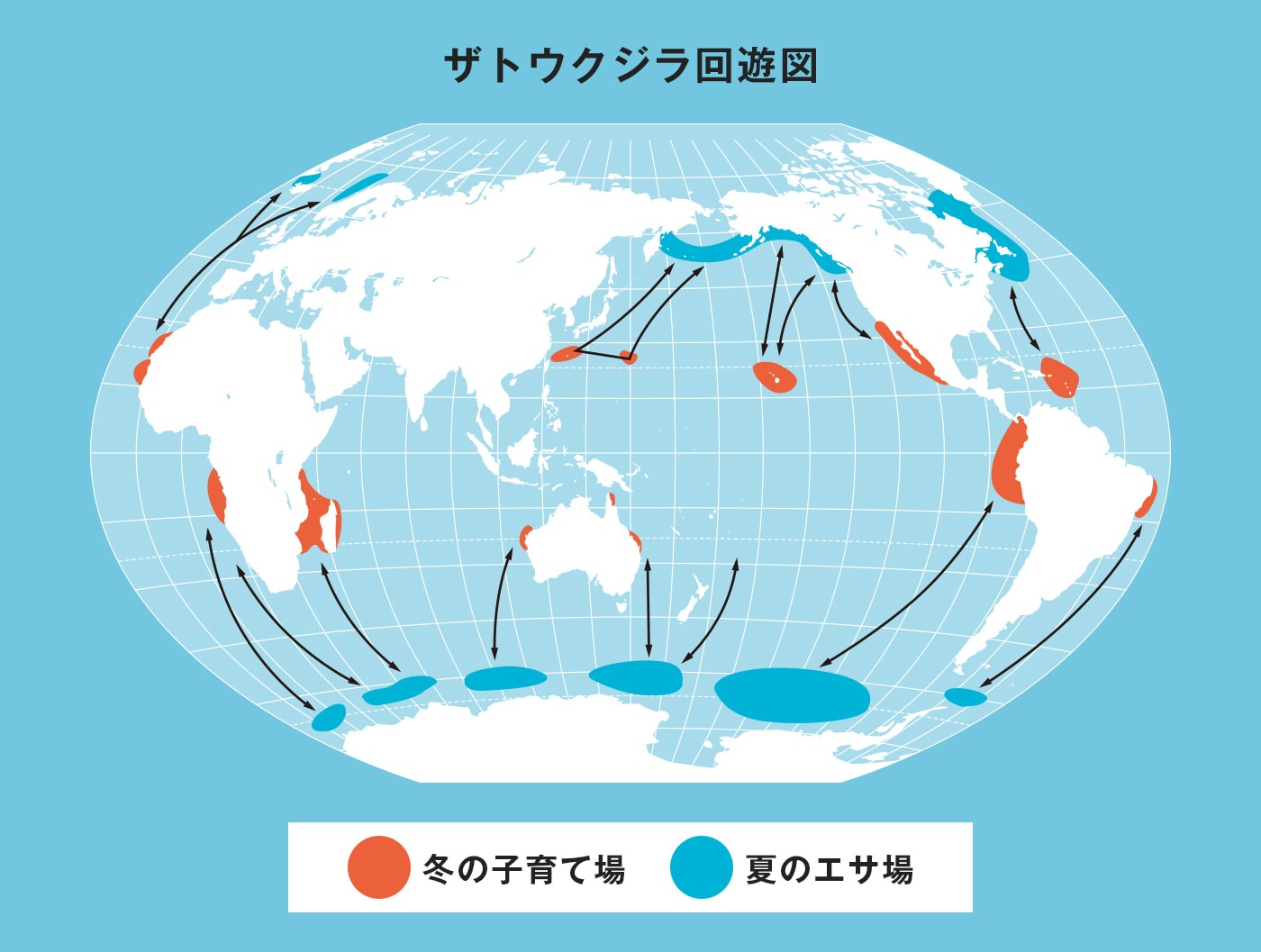 ザトウクジラ回遊図