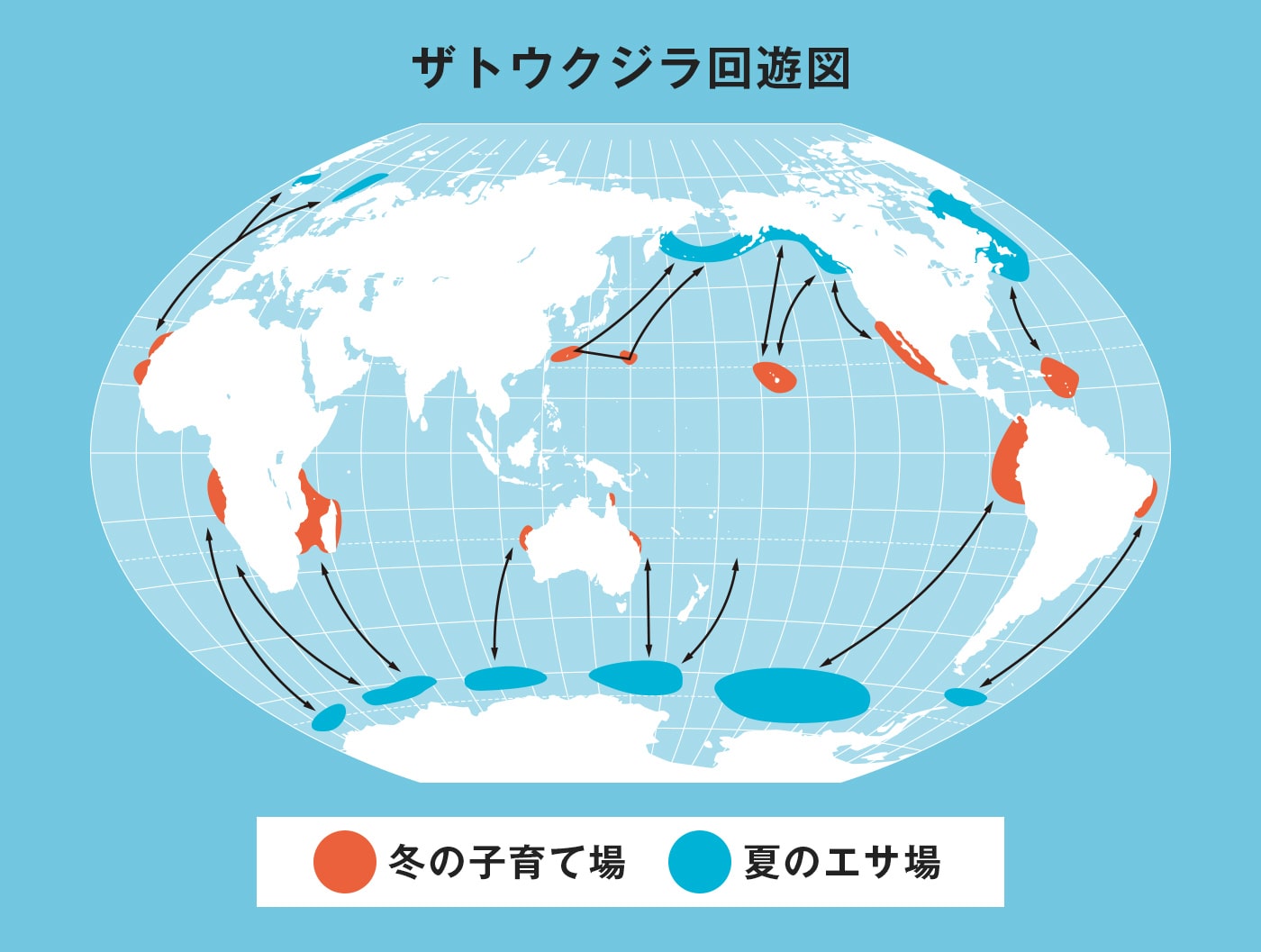 ザトウクジラ回遊図