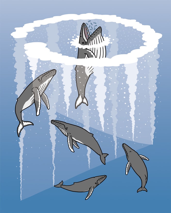 ザトウクジラのイラスト