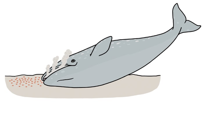 コククジラのイラスト
