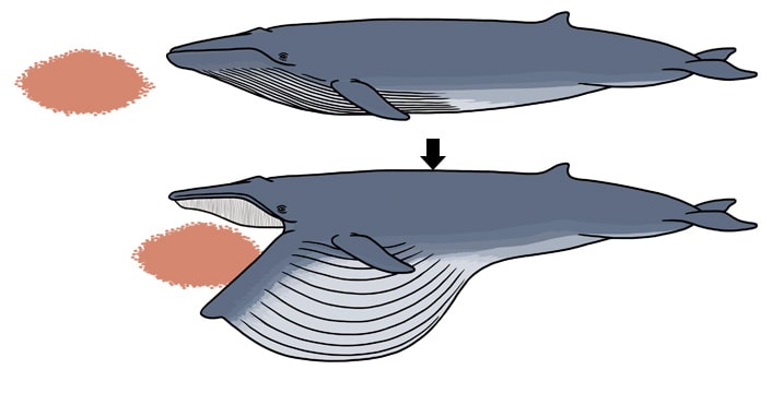 ナガスクジラのイラスト