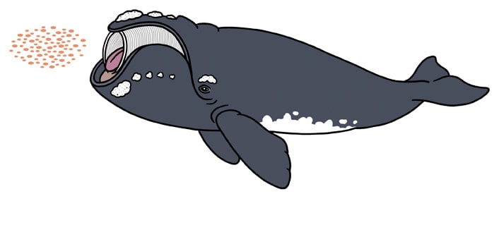 セミクジラのイラスト
