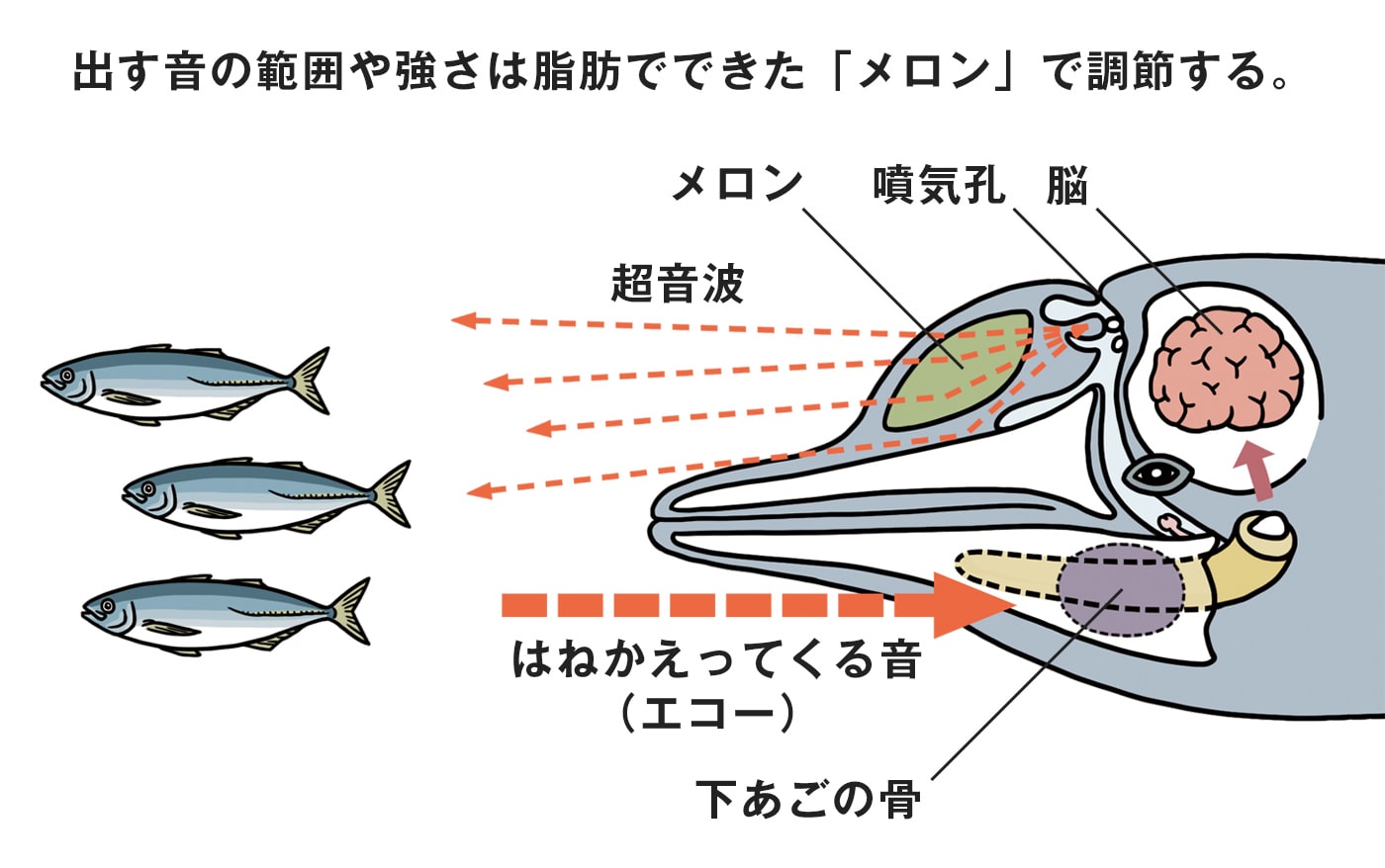 メロン調節のイラスト