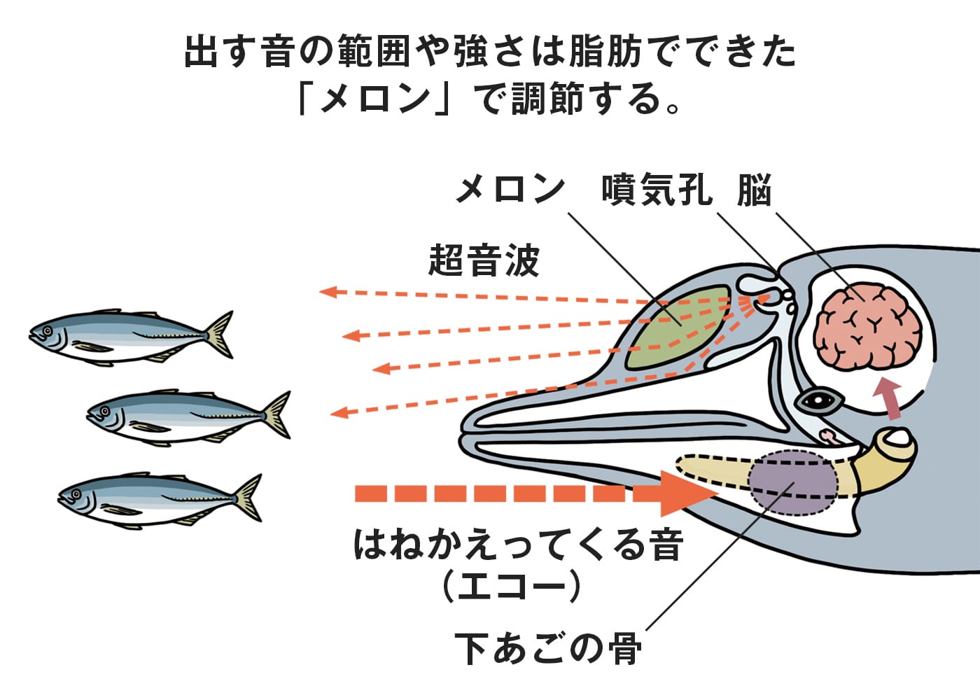 メロン調節のイラスト