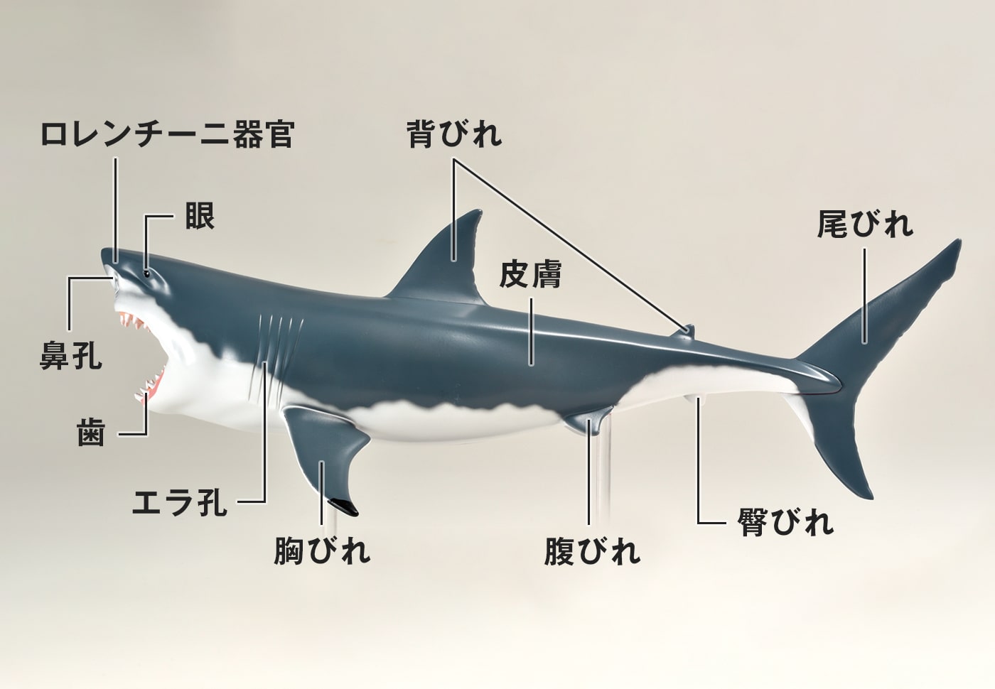 サメの部位のイラスト