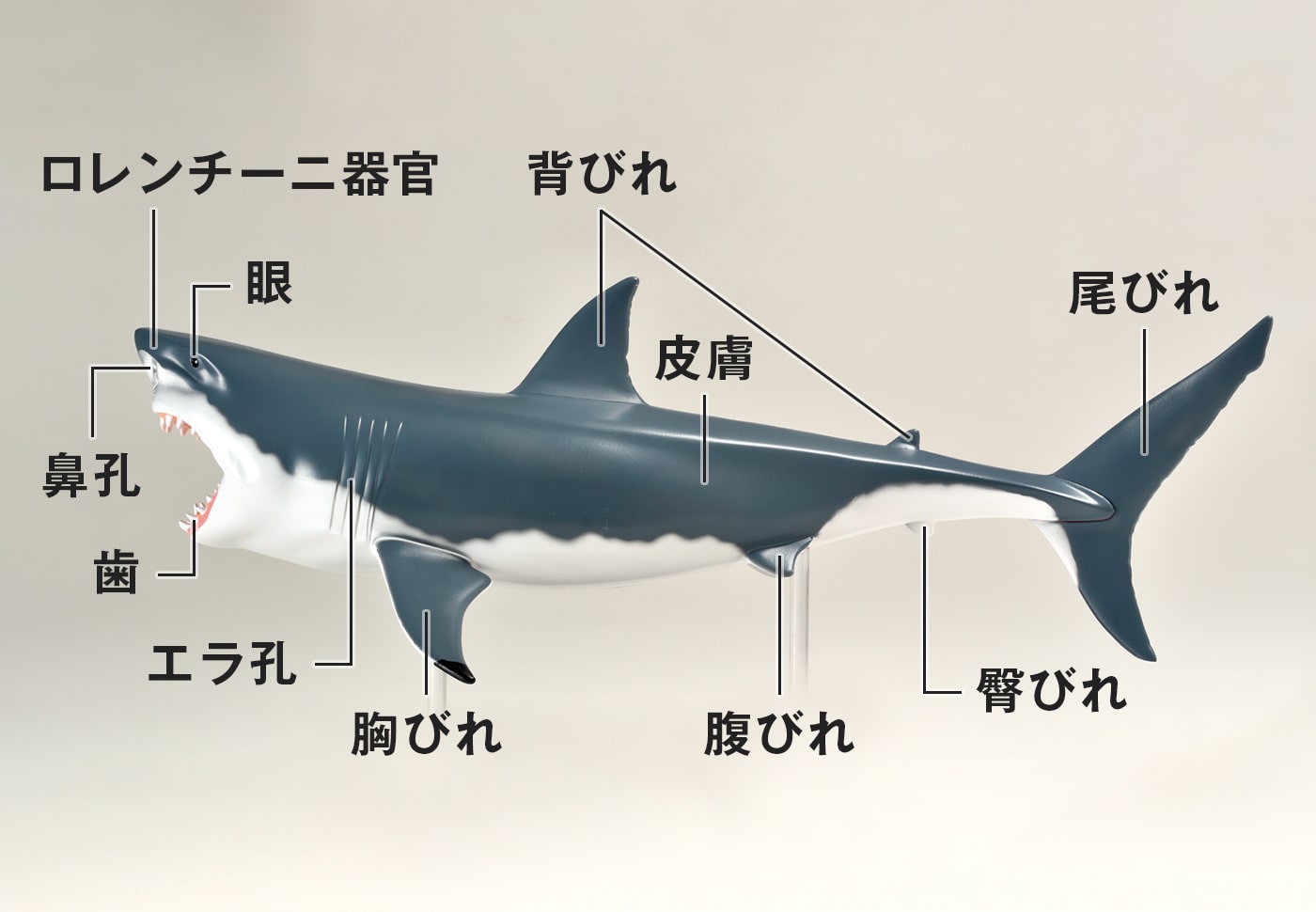 サメの部位のイラスト