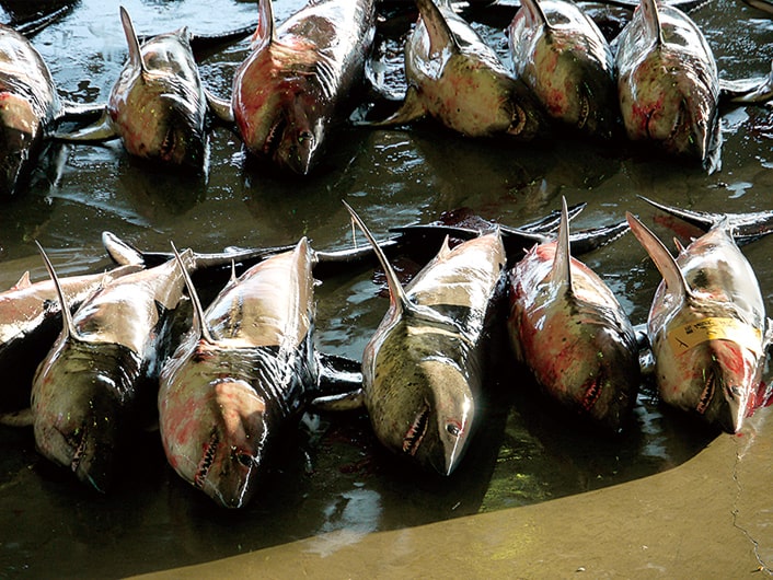 気仙沼魚市場に並ぶサメの写真