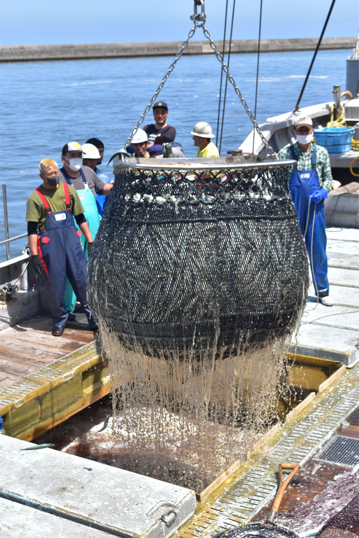銚子魚市場の水揚げ風景の写真