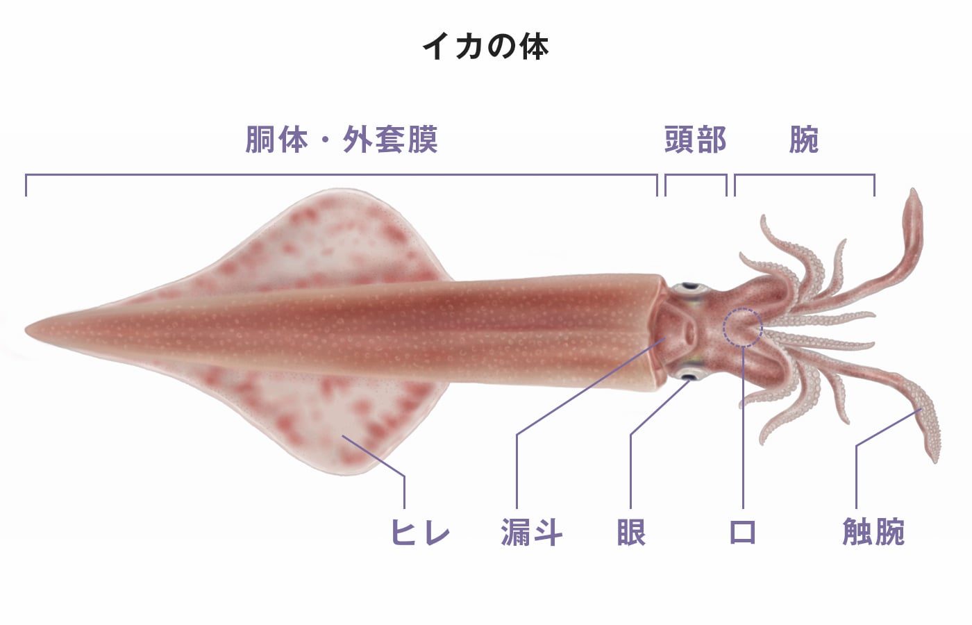 イカの体の図表