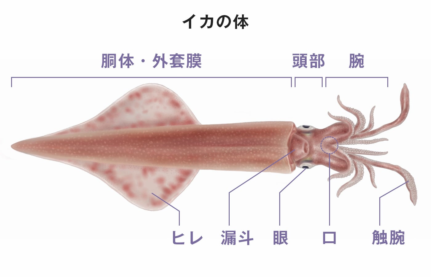イカの体の図表