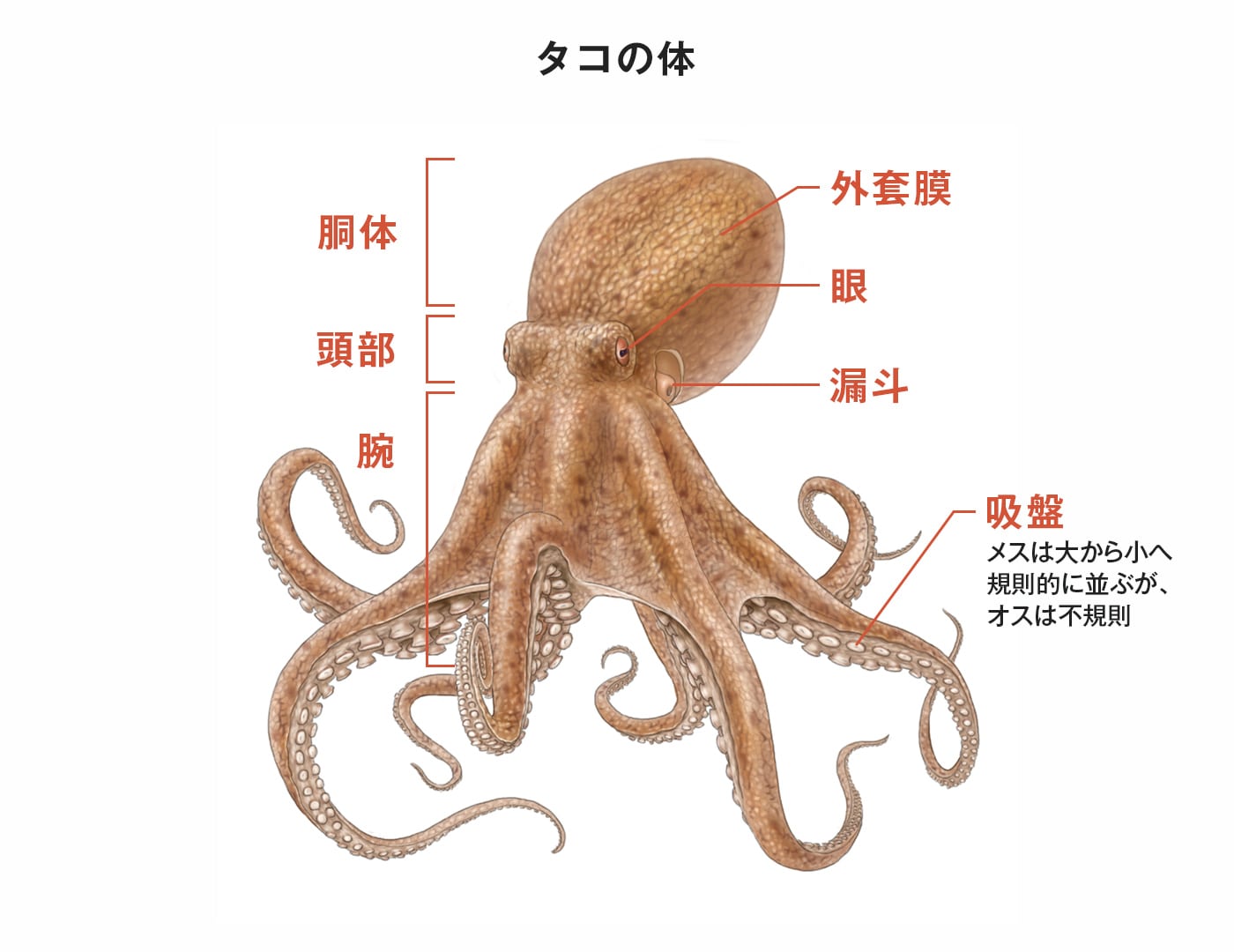 タコの体の図表