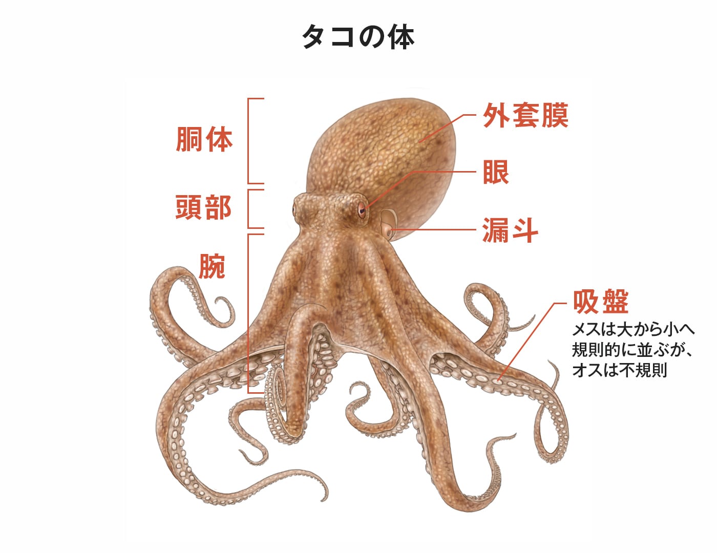 タコの体の図表