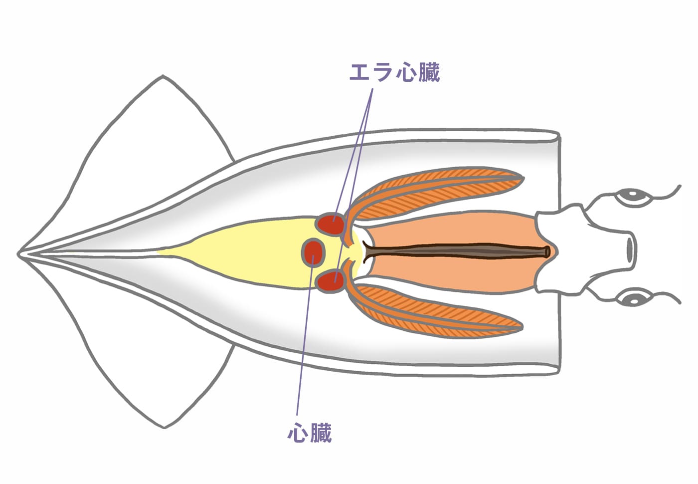 イカの心臓の図表