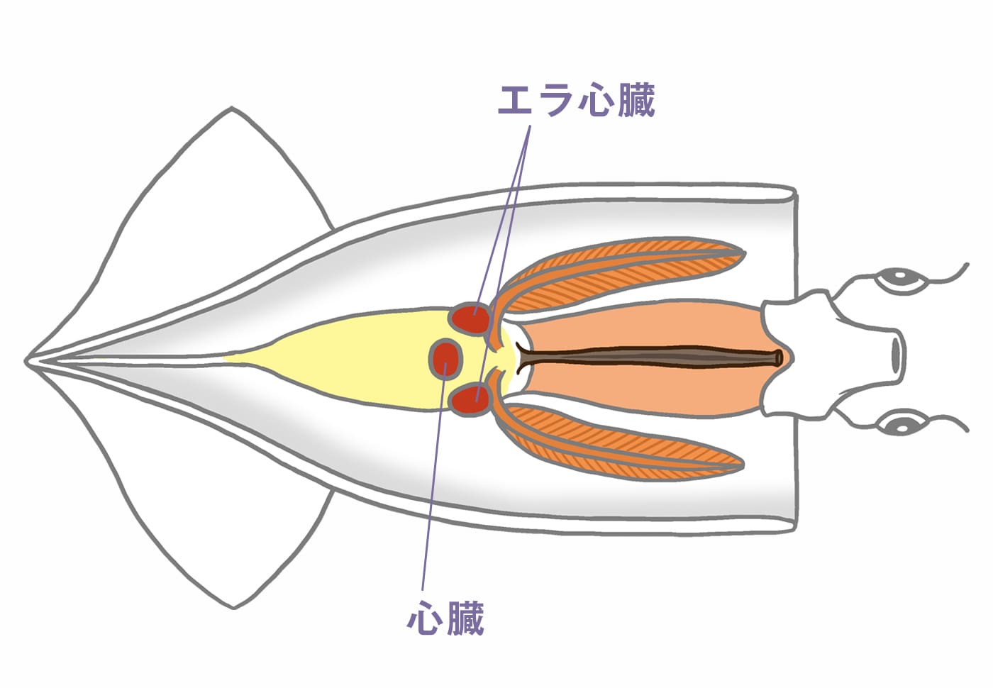 イカの心臓の図表