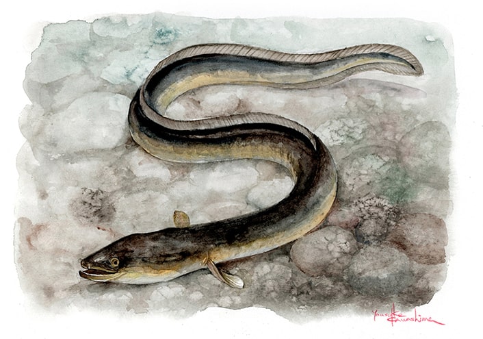 鰻 画像